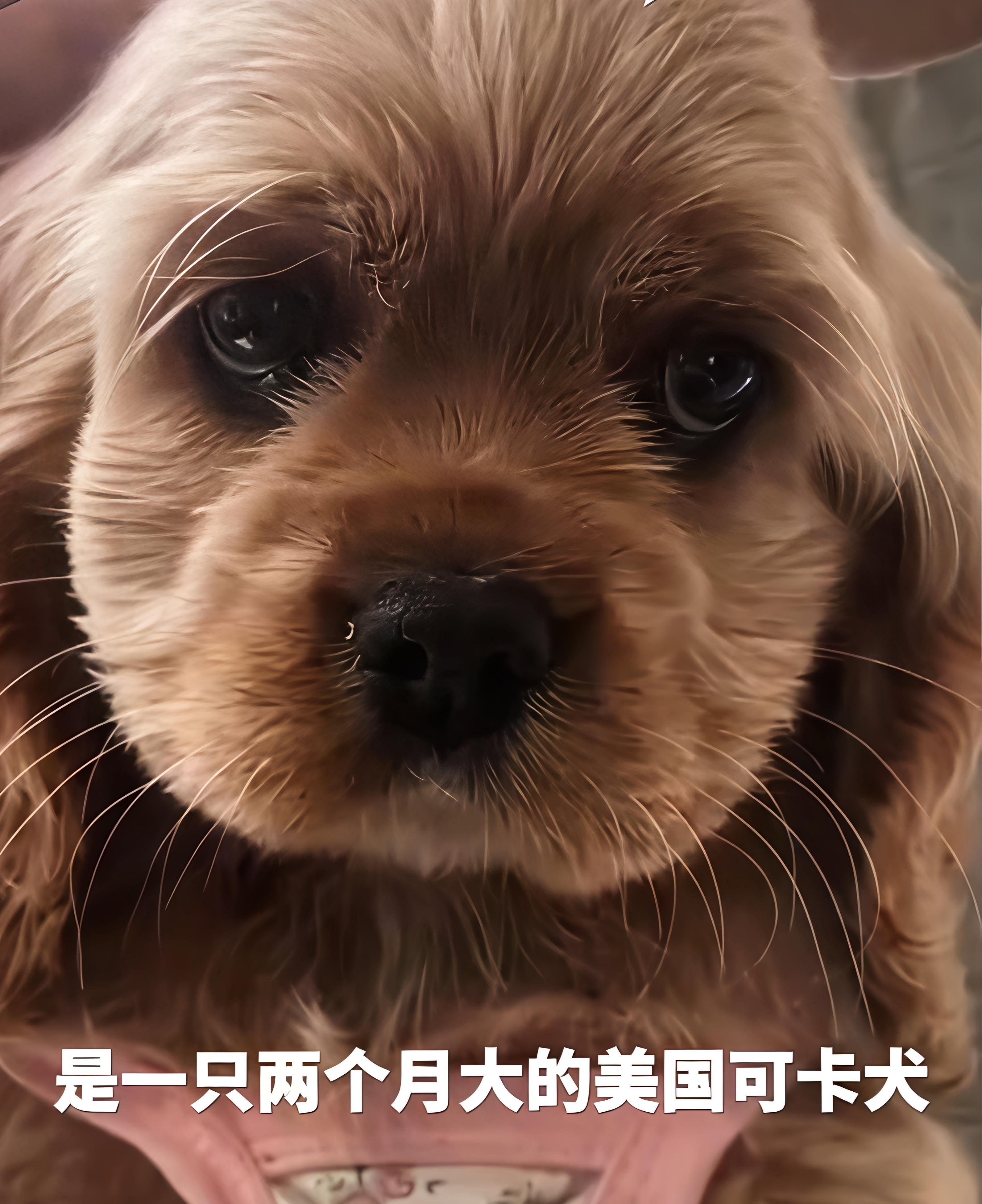 乐天堂官方网站-河北偷狗女子社会性死亡：人被拘了，名声臭了，更恶心的还在后面